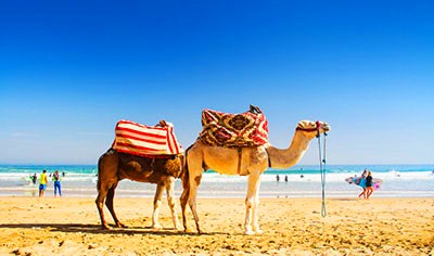 camels in moroccan beach