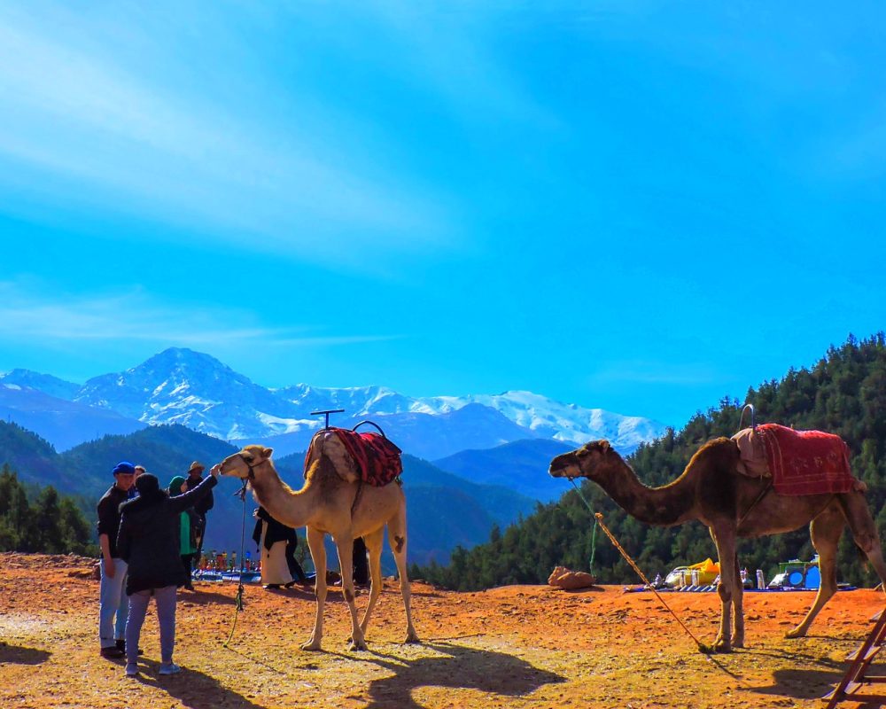 camel ride in ourika valley