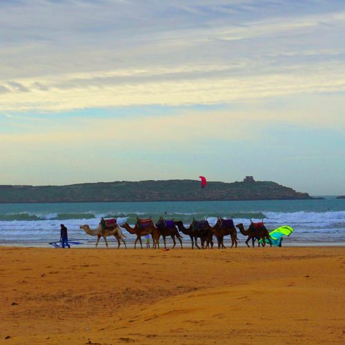 camels-in-essouira-beach