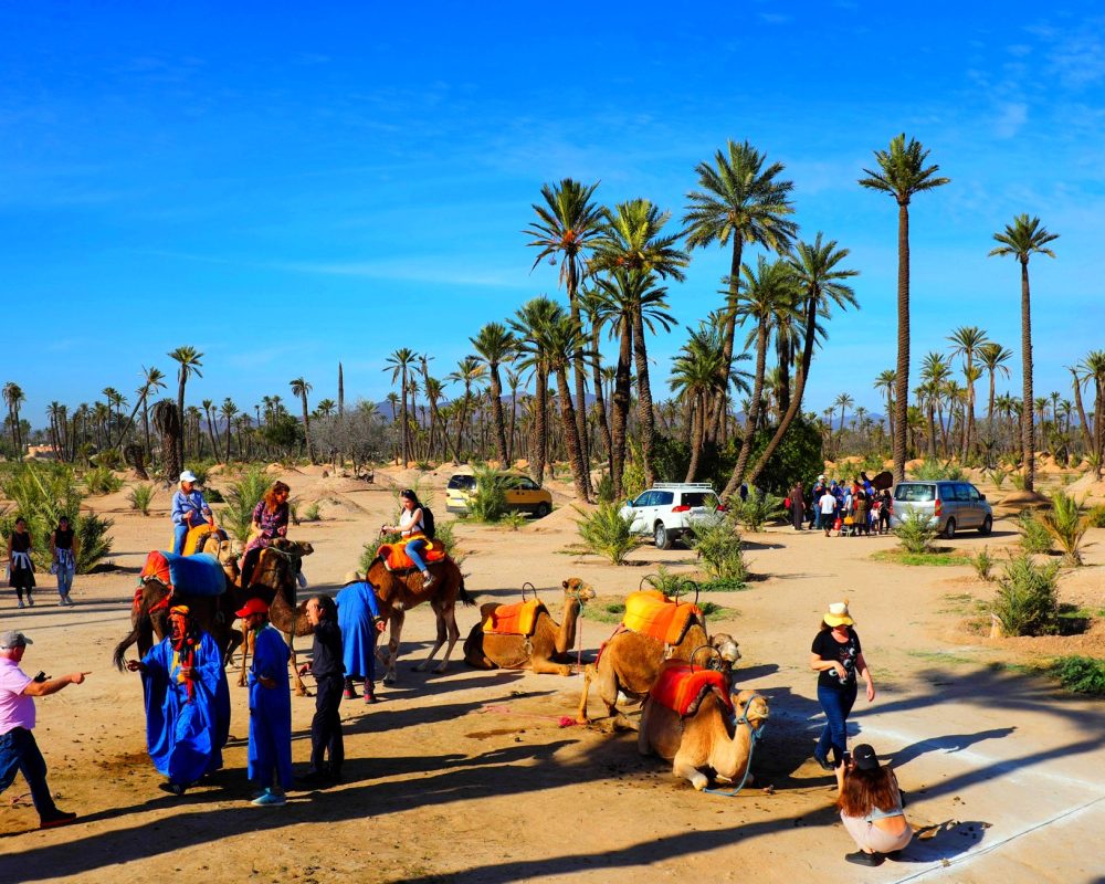 camels ride in palmerai marrakesh