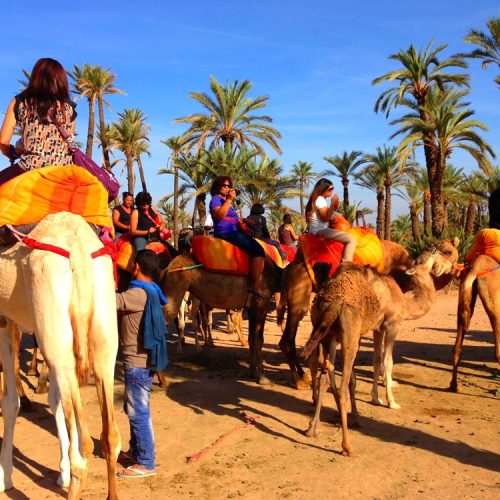 marrakech-camel-ride-palmerie