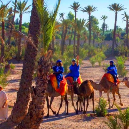 tourists riding camels in marrakech