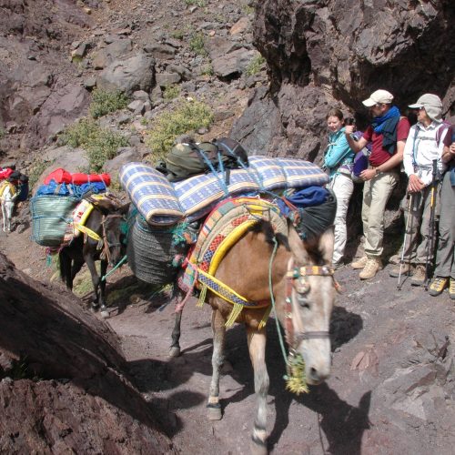 trekkers with mules in atlas mountains